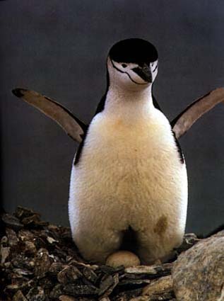 photograph of a young penguin