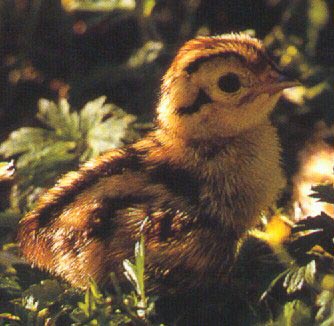photograph of pheasant chick