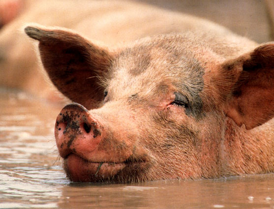 photo of bathing pig