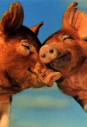 photo of kissing pigs