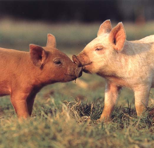photograph of two young piglets