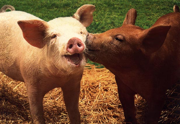 photograph of two young piglets