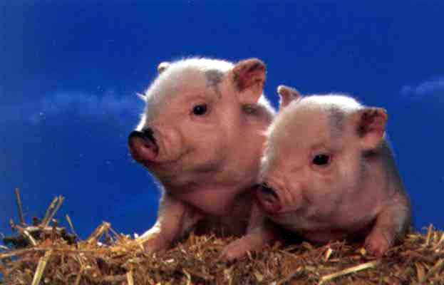 photograph of two young piglets