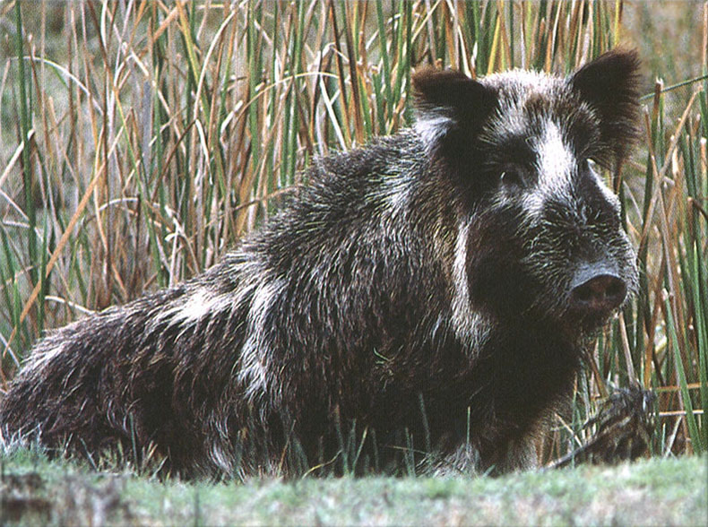 photo of wild boar