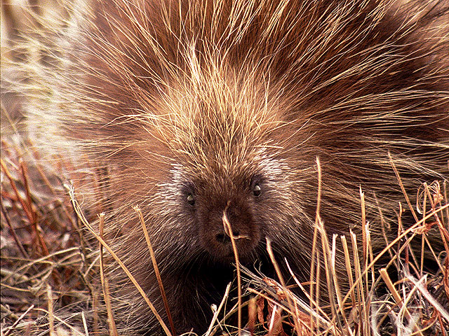 photo of  a porcupine