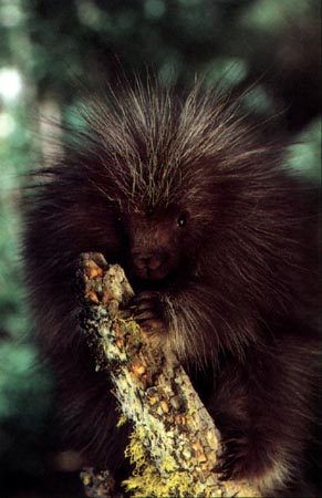 photo of a young porcupine