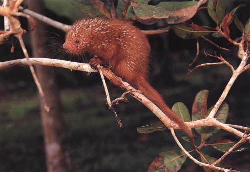 photo of a baby tree porcupine