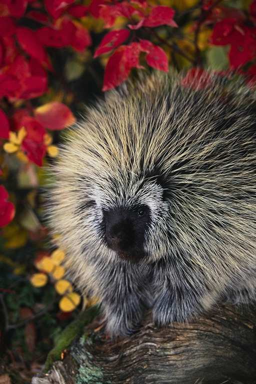 photo of  a prickly porcupine