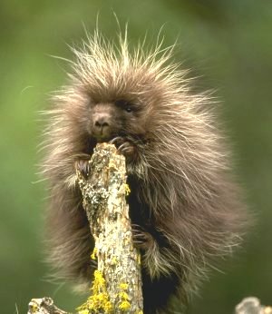 photograph of a young porcupine
