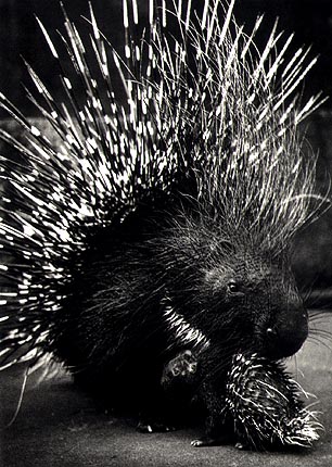 photo of  a prickly porcupine and her baby