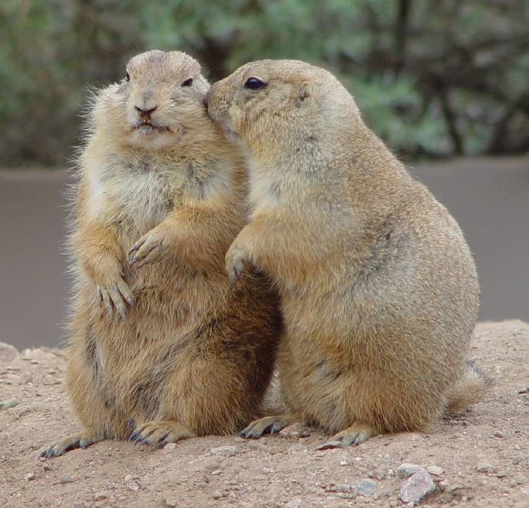 photo of prairie dogs