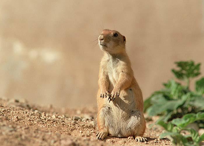 photo of prairie dog