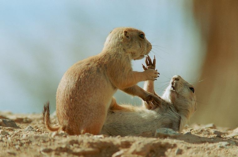 photo of prairie dogs