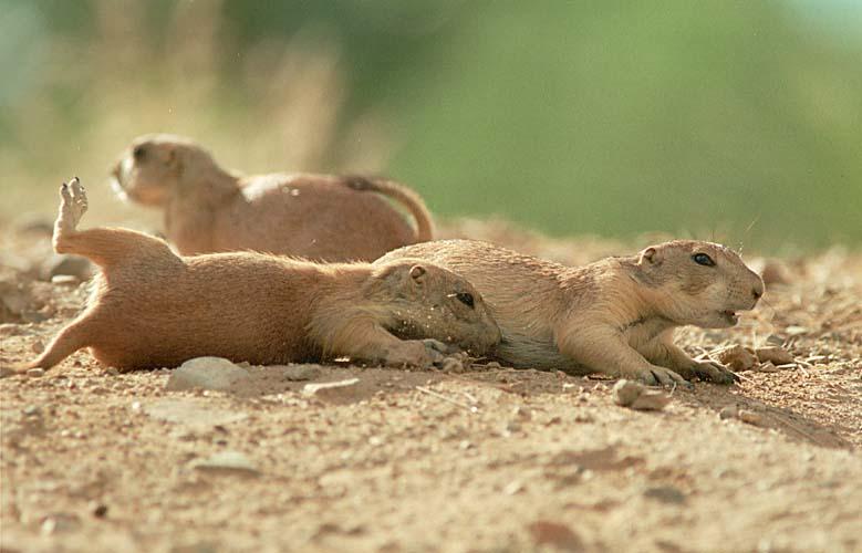 photo of prairie dogs