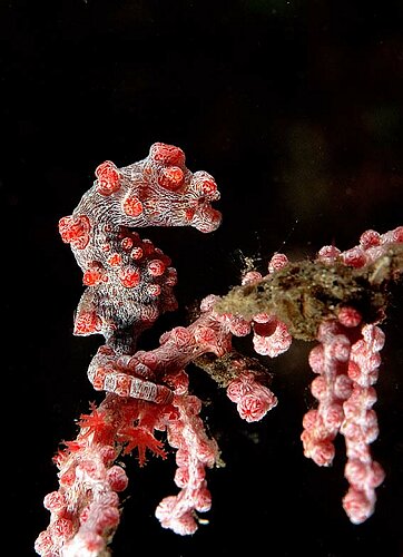 photograph of pygmy seahorse