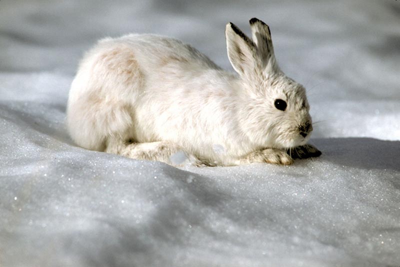 photo of a rabbit