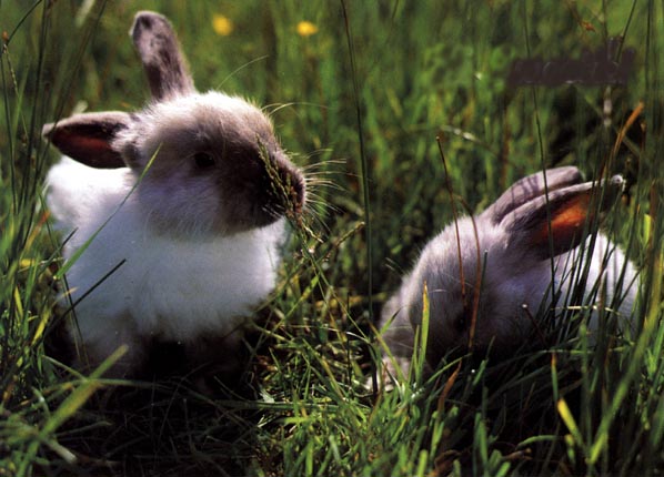 photo of young rabbits