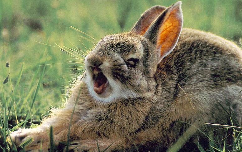 photo of a yawning rabbit