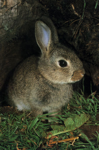rabbit photographed outside its burrow