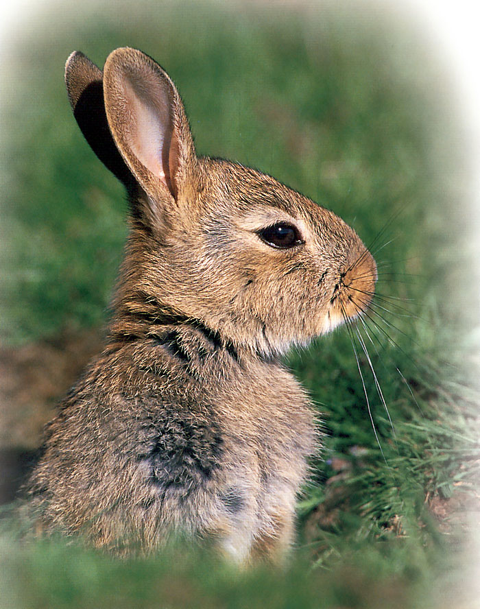 photo of rabbit