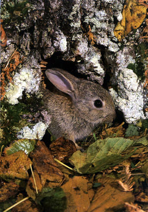 rabbit photograph