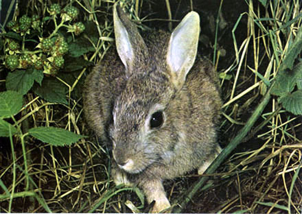 rabbit photographed in undergrowth