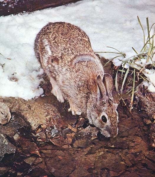 photo of a cotton-tail