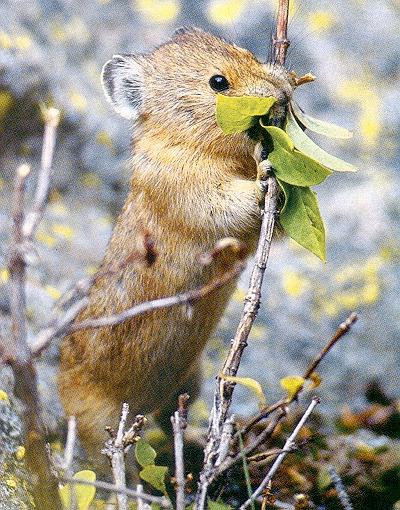 rabbit photo