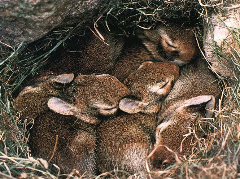 photo of sleeping rabbits