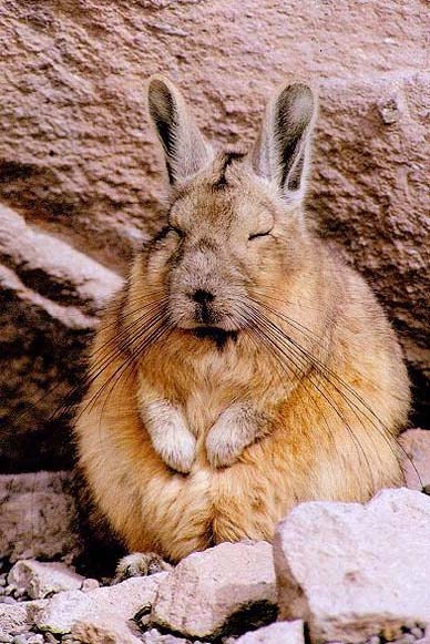 photo of a sleepy viscacha