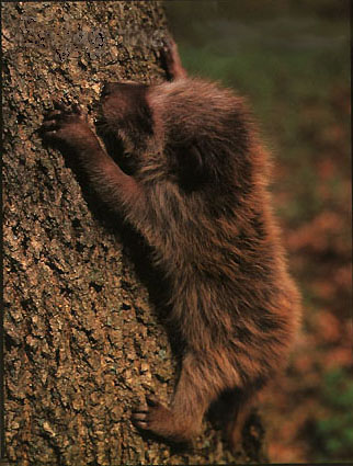 photo of  baby raccoon