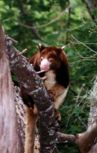 photograph of a red tree kangaroo
