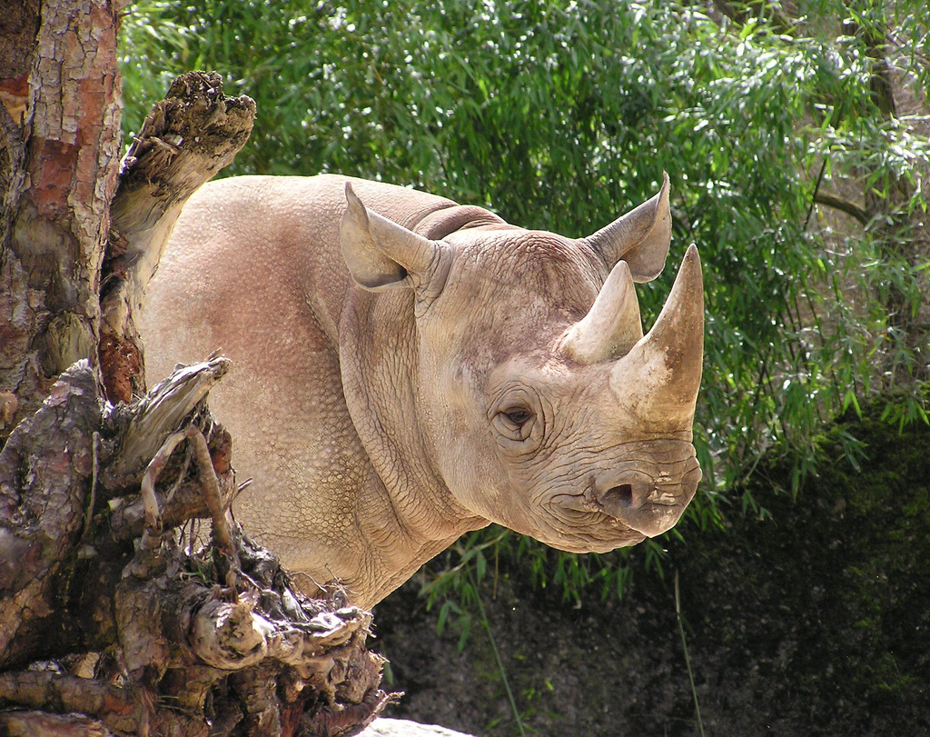 photo of rhinoceros closeup
