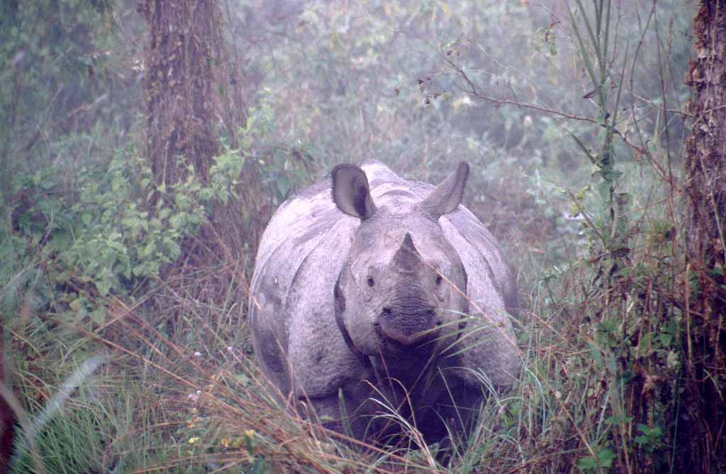 photo of  rhino in nepal