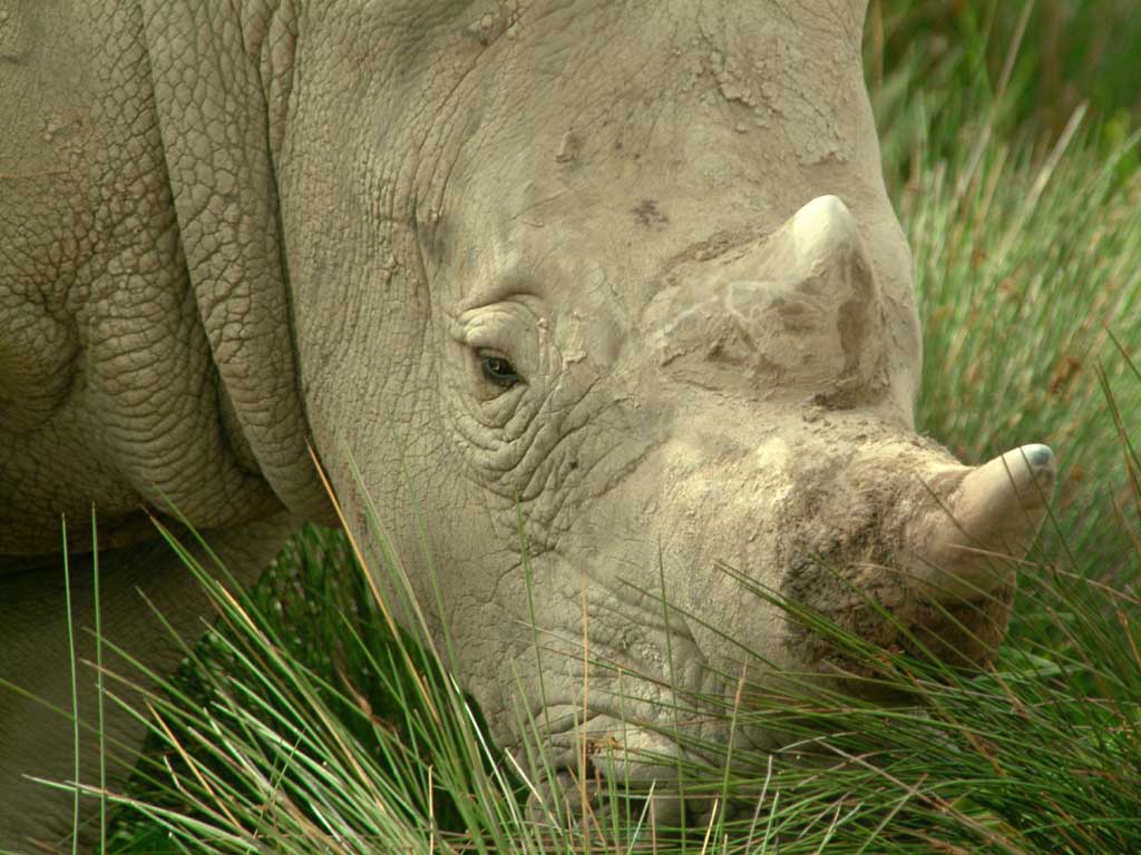 photo of grazing rhino