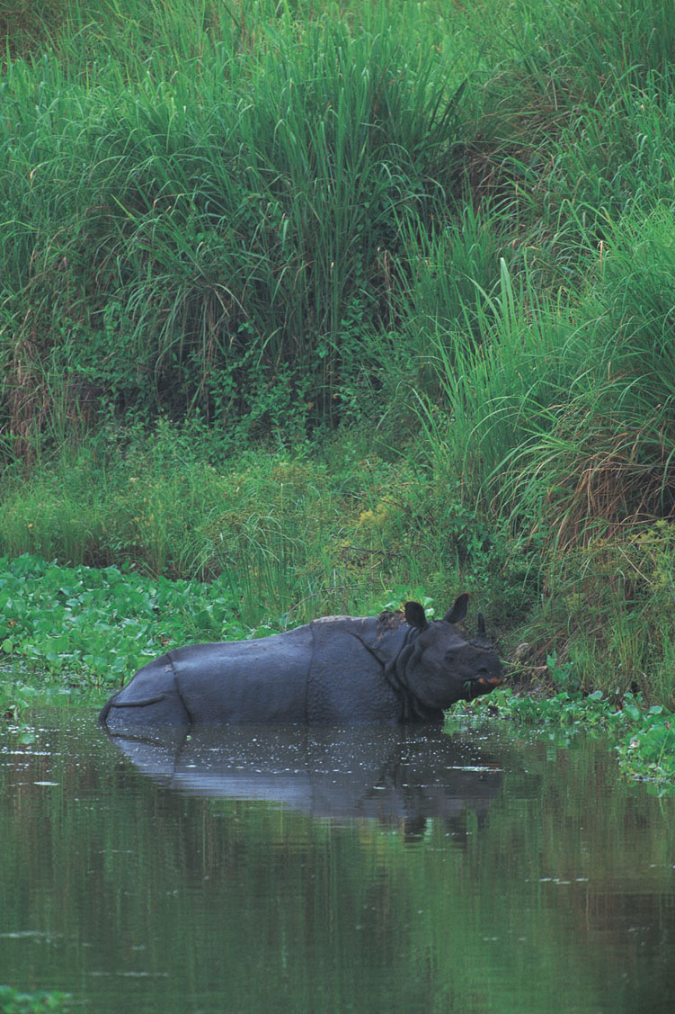 photo of rhino at the water's edge