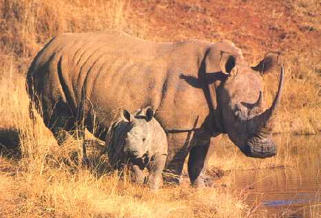 photo of rhino and baby
