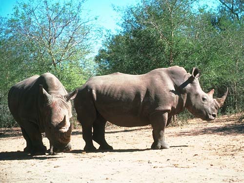 photo of rhinoceroses