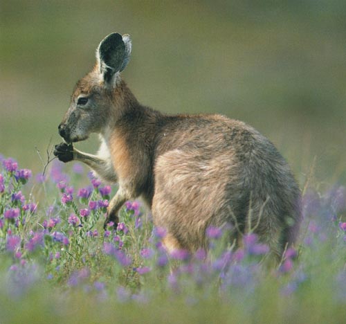 picture of a rock wallaby