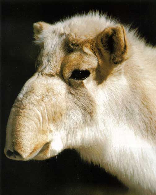 photograph of saiga