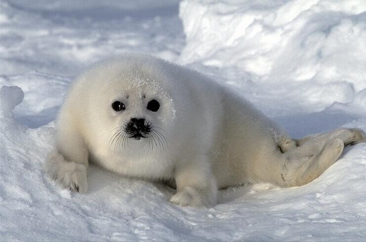 photo of a baby seal