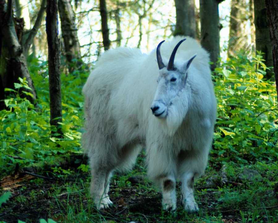 photograph of sheep in the grass