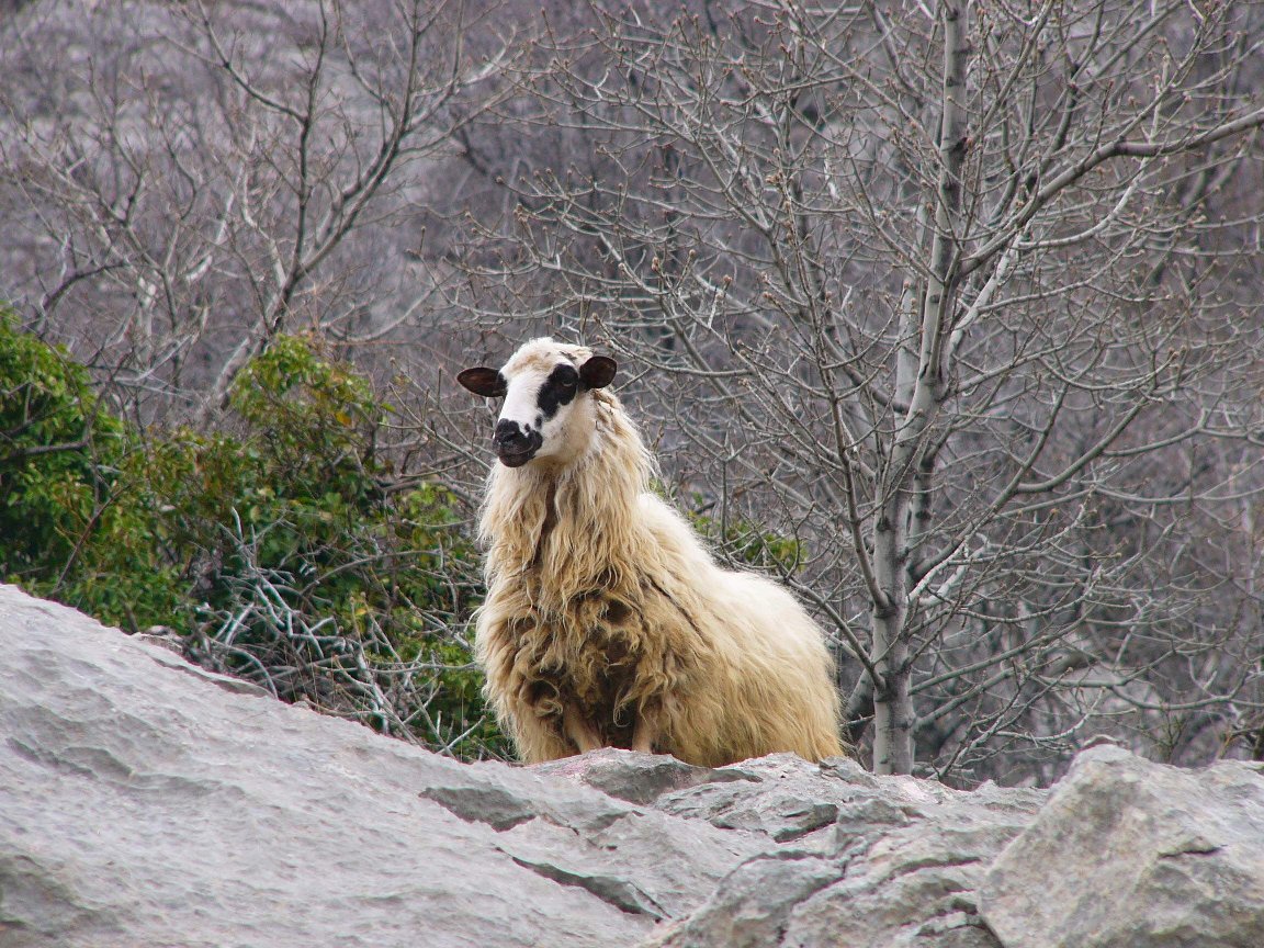 photograph of a Hungarian sheep