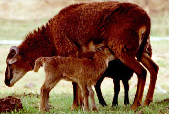 photo of a sheep and her lambs