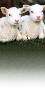 sheep photo