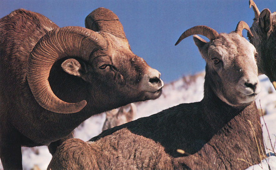 photograph of muntain sheep