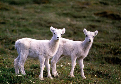 young lambs