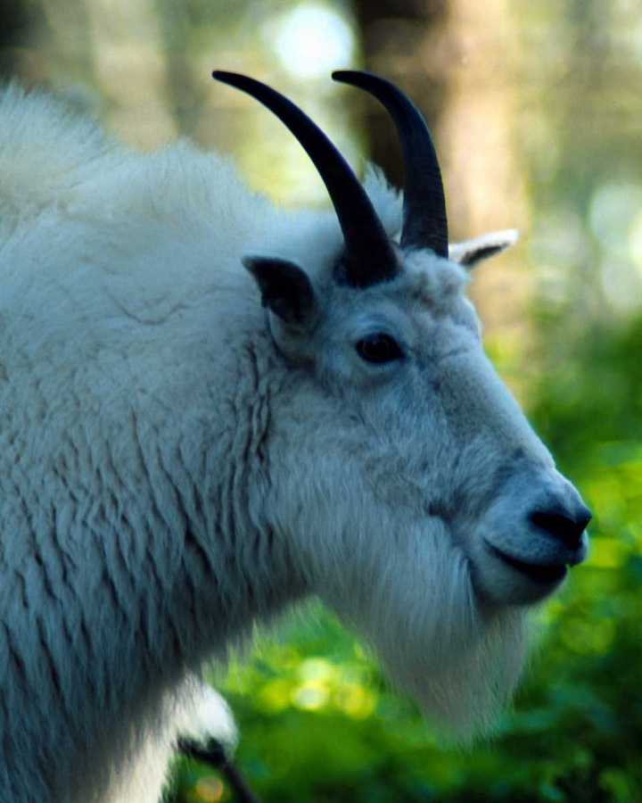 photograph of sheep close-up