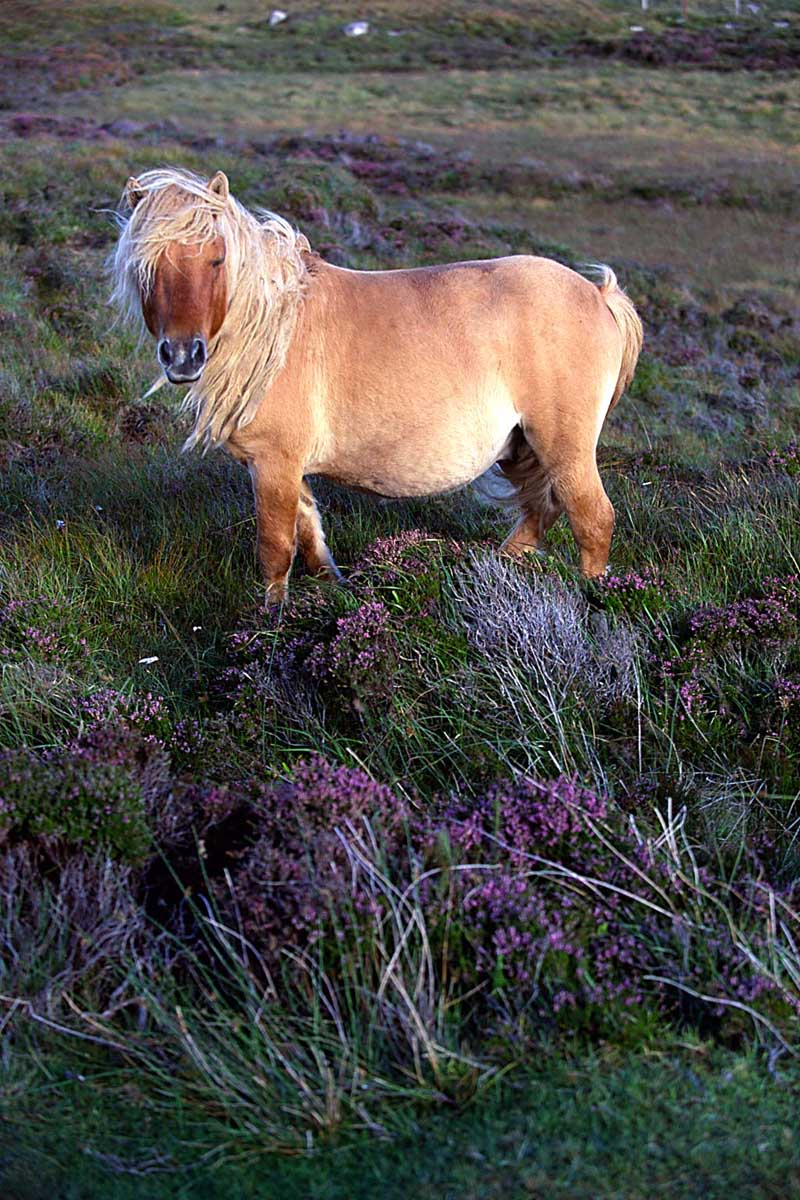 photo of Shetand pony