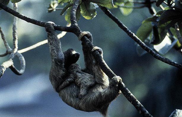 photo of baby sloth and her mum